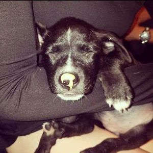 Meet your Posher, Henry